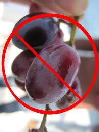 no grapes