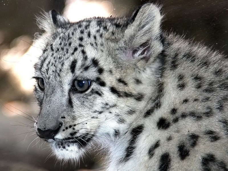 2006-10-21 Bronx Zoo - Baby Snow Leopard